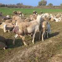 mrah.babal0513613061