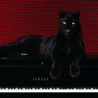 cougar._.magnet