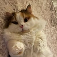 peanutbuttermeowmi
