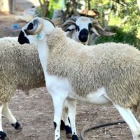 hawli_sardi_sale