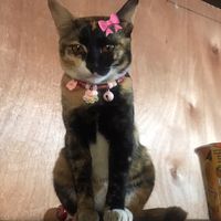 សំឡេងដើម - Lida🖤