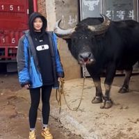 nhạc nền - Royal Buffalo