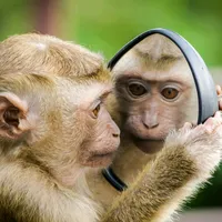 original sound - jauh_mak8