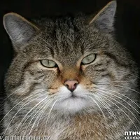 original sound - axe_league