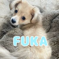 fu_ka.1124