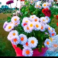 original sound - md.jomir.chowdhury