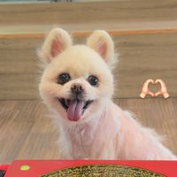 原聲 - 靈修犬療癒狗