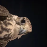 original sound - shihanaha11