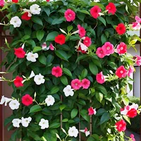 original sound - litonmiah951