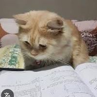 zaila.studies