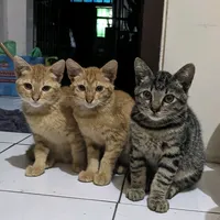 original sound - sopotojanee