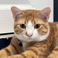 catsomngaew