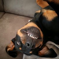 jacky_rottweiler_lady