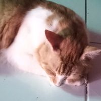 suara asli - sholawat_yuk