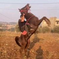 mohamadalmaaz