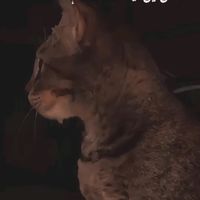 original sound
