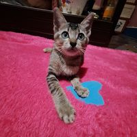 suara asli - refyyyyy