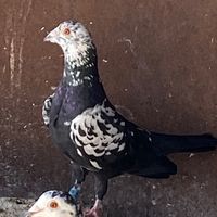 ugurcanguler_7546