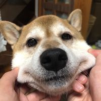 tetsu.tetsu.tetsu