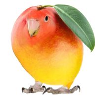 mangobirdd0