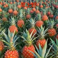 原声 - Ah shoon