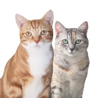 original sound - pizza_and_luna