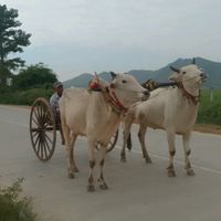 yan.lin.aung548