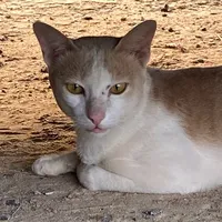 original sound - mookkem_fc