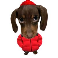 nhạc nền - Kim Yến 🐳