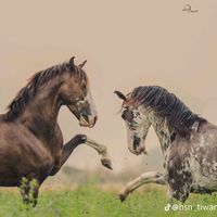 horserider1267