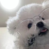 no_mysy
