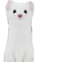 pokaponta