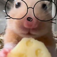 urcutestsloyer