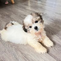 ellie.pawdiary