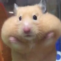 까마귀소리 오사금지