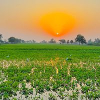 asfi_0541