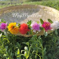 mayplantshop7