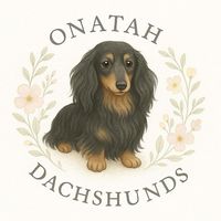 onatahdachshunds