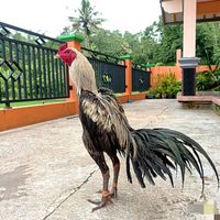 burayotgayot_0