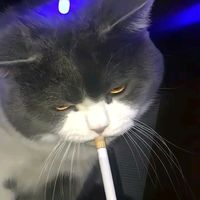 suara asli - 🤡