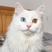 original sound - cat65888