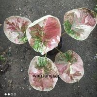 wanlangkap6