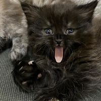 catsmommy0