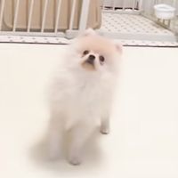 あたちポメラニアン 替え歌