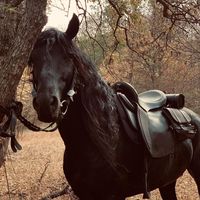 _karachayhorses_