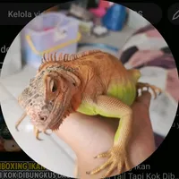 original sound - animalizz.0