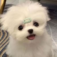 bomu_gyu