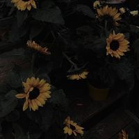 27.commop