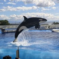orca.sr1988to