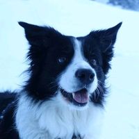 pawfect.edits